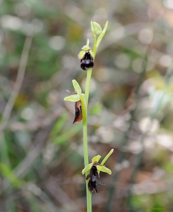 Orchidee del Chianti - Ophrys sphegodes e altre...